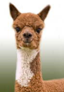 navalpaca.png